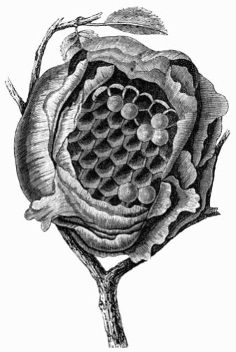 Fig. 344.—Wasp's Nest.