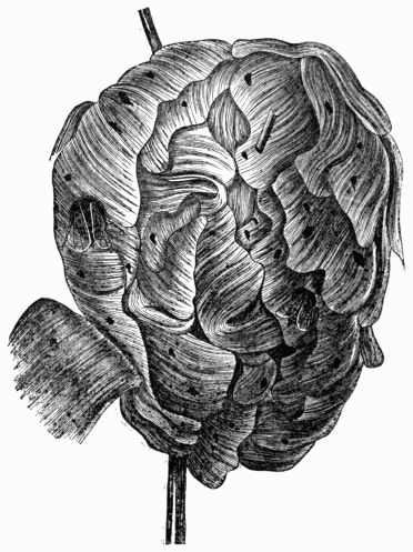 Fig. 350.—Exterior of a Wasp's Nest on a branch of a tree.