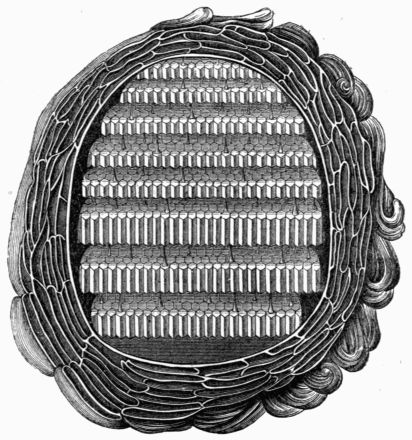 Fig. 351.—Interior of a Wasp's Nest, after Réaumur.