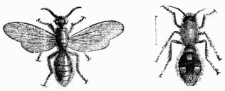 Fig. 372.—Mutilla Europæa, male and female.