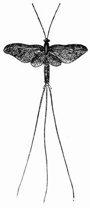 Fig. 408.—Ephemera vulgata, imago.