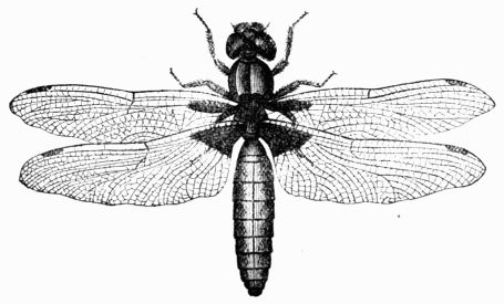 Fig. 395.—Libellula depressa, the Common Dragon-Fly.