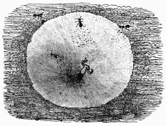 Fig. 402.—Ant-lion's funnel.