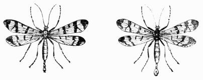 Fig. 410.—Panorpa, male and female.