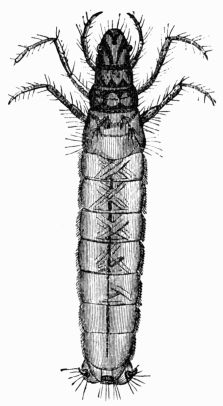 Fig. 415.—Larva of Phryganea rhombica.