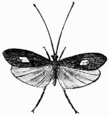 Fig. 417.—Phryganea rhombica.