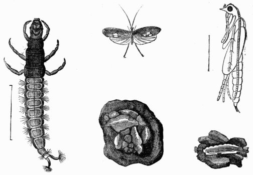 Fig. 421.—Hydropsyche (Phryganea) atomaria, larva, pupa, imago, and larva-case.
