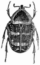 Fig. 425.—Cetonia argentea.