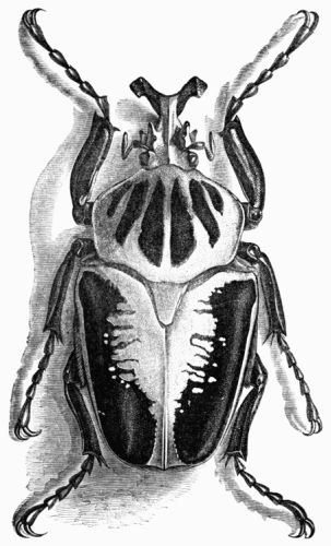 Fig. 430.—Goliathus Druryi (natural size).