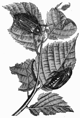 Fig. 432.—Cockchafer