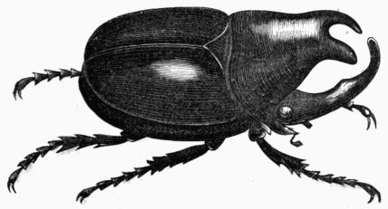Fig. 443.—Megacerus chorinæus.