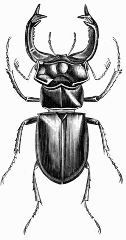 Fig. 448.—Stag Beetle