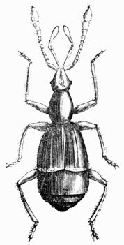 Fig. 467.—Pselaphus Heisii (magnified).