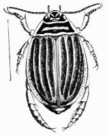 Fig. 479.—Acilius sulcatus (female).