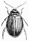 Fig. 481.—Acilius fasciatus (female).