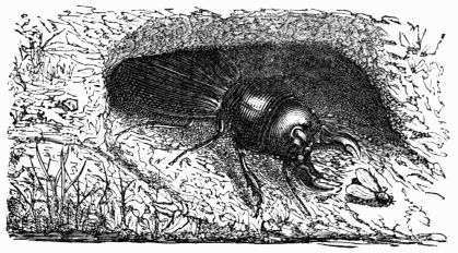 Fig. 517.—Scarites lævigatus.