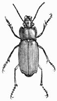Fig. 518.—Harpalus æneus.