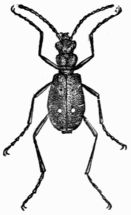 Fig. 523.—Tiger Beetle