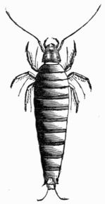 Fig. 546.—First larva of Sitaris humeralis (magnified).