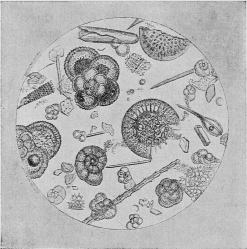 Fig. 3.—Specimen of the Ocean Bed. (Magnified 10,000 times.)