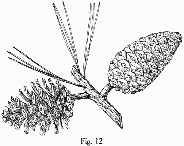 Fig. 12