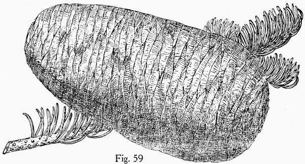 Fig. 59