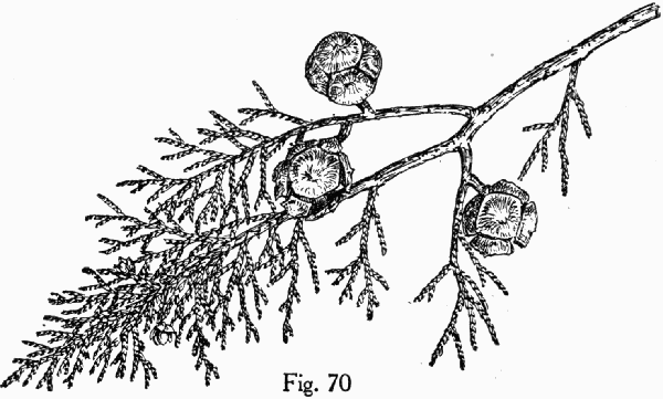 Fig. 70