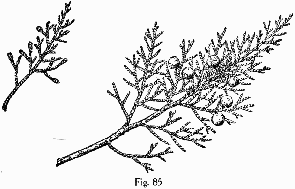 Fig. 85