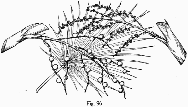 Fig. 96