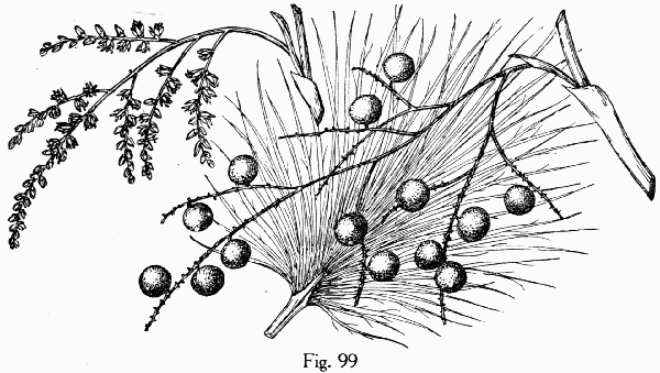 Fig. 99