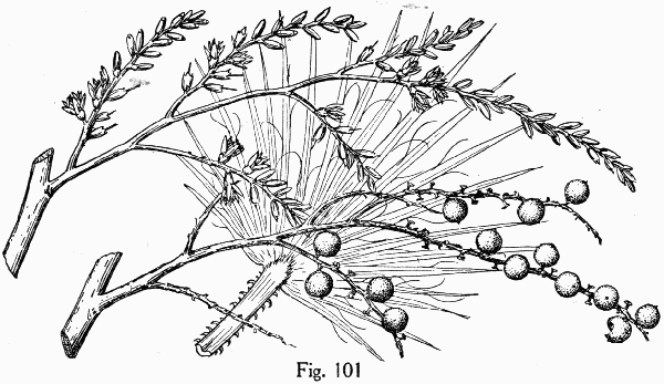 Fig. 101