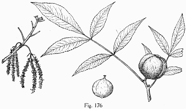 Fig. 176