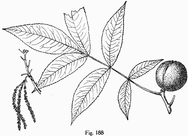 Fig. 188