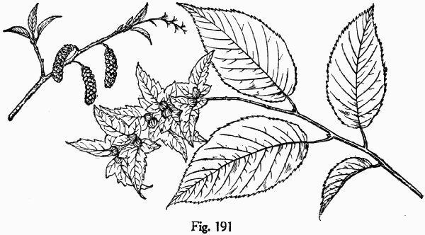 Fig. 191