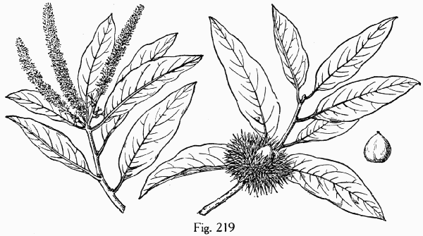 Fig. 219