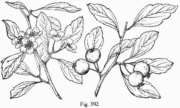 Fig. 392