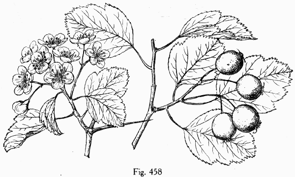 Fig. 458