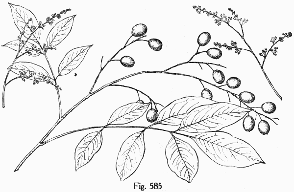 Fig. 585