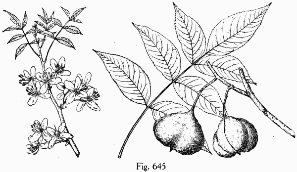 Fig. 645