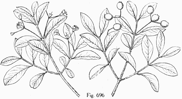 Fig. 696