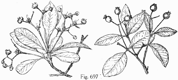 Fig. 697