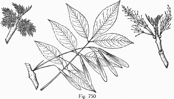 Fig. 750