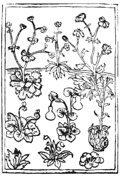 Wood-cut of Plants