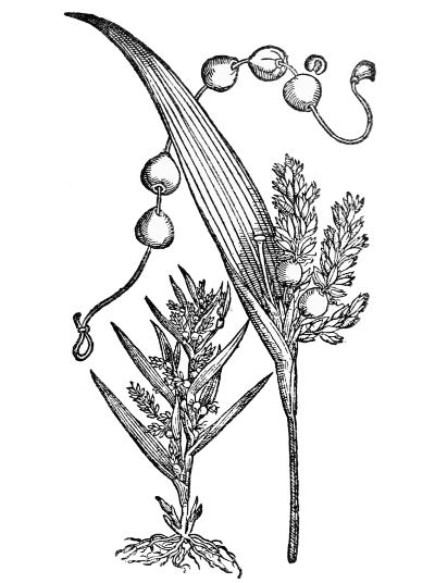 Text-fig. 48. “Lachryma Iob” = Coix lachryma-Jobi L., Job’s Tears [Simler, Vita Conradi Gesneri, 1566].