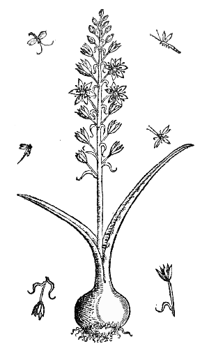 Text-fig. 51. “Ornithogalum magnum”