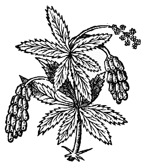 Text-fig. 55. “Barberry” = Berberis [Part of a large wood-cut, Parkinson, Paradisus Terrestris, 1629].