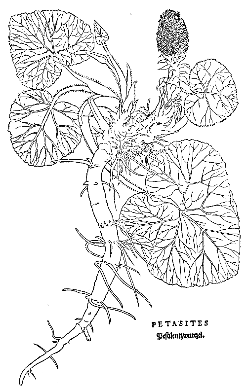 Text-fig. 58. “Petasites” = Butterbur [Fuchs, De historia stirpium, 1542]. Reduced.