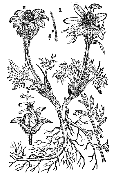 Text-fig. 72. “Pulsatilla”