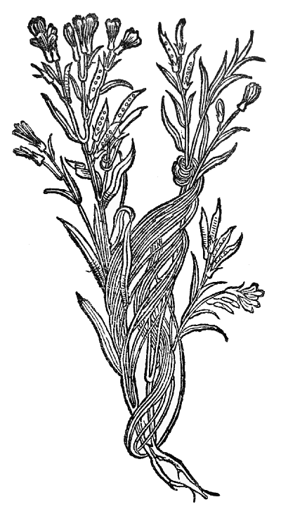 Text-fig. 77. “Cuscuta”