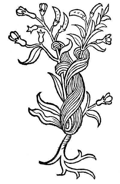 Text-fig. 80. “Cuscuta”